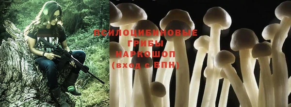 стаф Касимов
